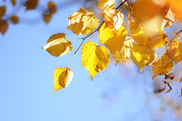 Branch with yellow leaves of linden on a background of blue sky. Autumn. Sunlight.