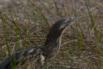 Australasian Bittern 