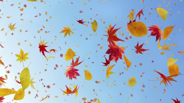Autumn leaves dance in wind