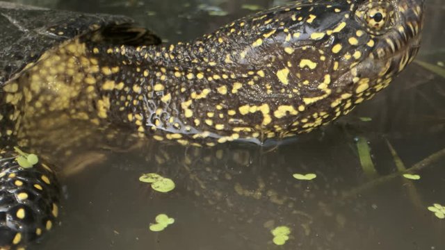 Portrait of pond turtle peeping out of the water. European pond turtle, European pond terrapin or European pond tortoise (Emys orbicularis)