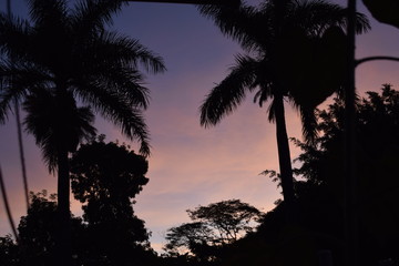 Silhueta de tronco de palmeira no crepúsculo