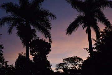 Silhueta de tronco de palmeira no crep&uacute;sculo