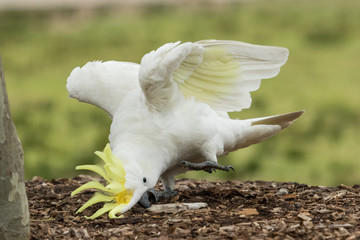 Sulphur Crested Cockatoo