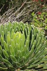 Unusual desert succulent plant in foreground with blurred foliage in background