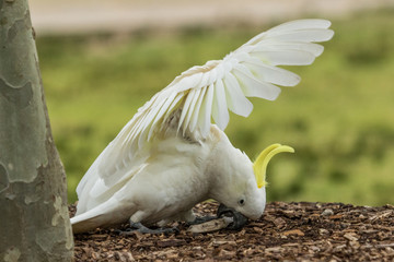 Sulphur Crested Cockatoo