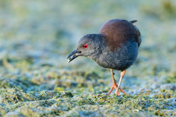 Spotless Crake in Australasia