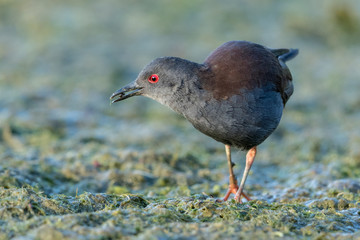 Spotless Crake in Australasia