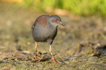 Spotless Crake in Australasia