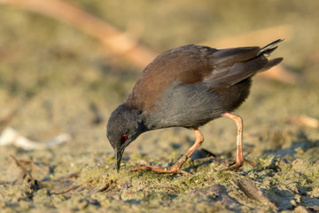 Spotless Crake in Australasia