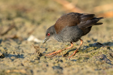 Spotless Crake in Australasia