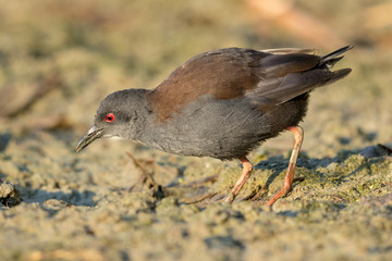 Spotless Crake in Australasia