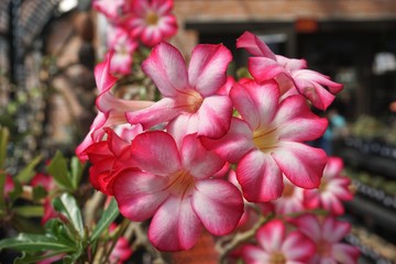 Closeup of colorful pink and white blooming succulent flowers