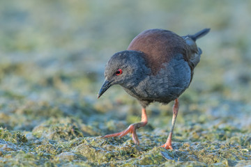 Spotless Crake in Australasia