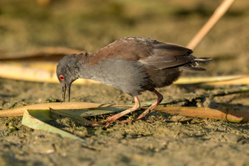 Spotless Crake in Australasia
