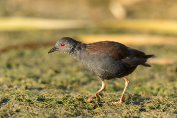 Spotless Crake in Australasia