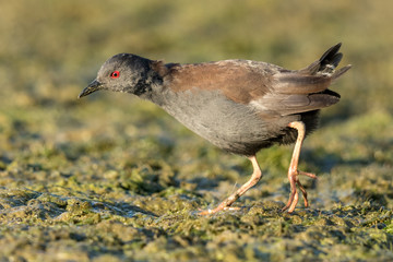 Spotless Crake in Australasia