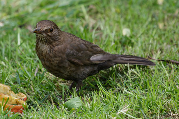 Obraz premium European Blackbird in Australasia