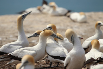 Australasian Gannet Booby