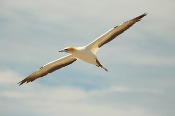 Australasian Gannet Booby