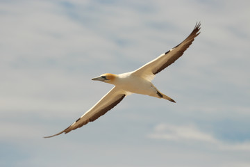 Australasian Gannet Colony