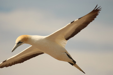 Australasian Gannet Colony