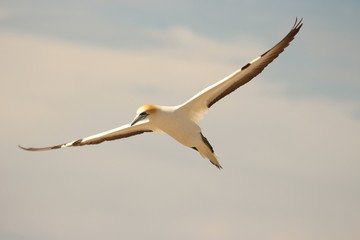 Australasian Gannet Colony