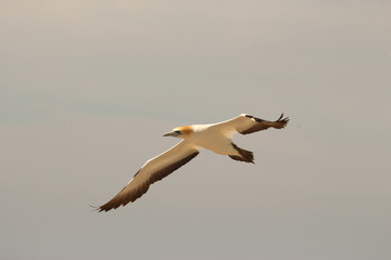 Australasian Gannet Colony
