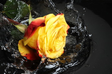 orange rose with water drops on black background