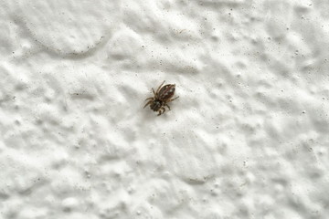 ベランダにいた蜘蛛