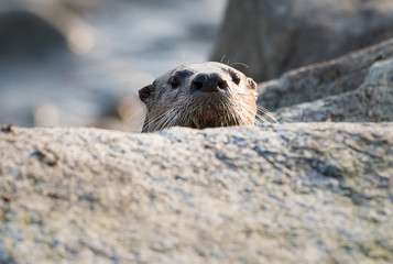 River otter