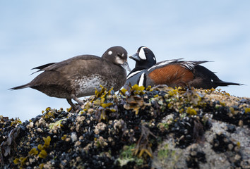 Harlequin duck