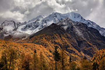 Obraz premium Yala Snow Mountain towering in the distance. Tibet area of Sichuan Province China, Valley covered in golden trees, autumn fall colors. Chinese Landscape, Ganzi Tibetan Plateau, Sacred Holy Mountain