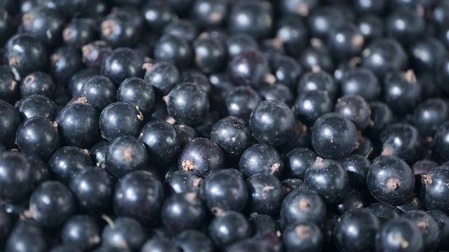 Rotate of fresh blackcurrant. Close up. Camera rotation 360 degrees. Black currant or blackcurrant (R&iacute;bes n&iacute;grum)