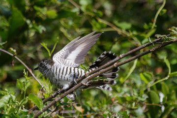 Shining Bronze Cuckoo in Australasia