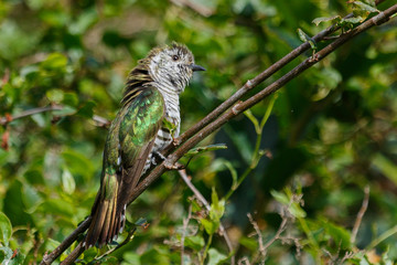 Shining Bronze Cuckoo in Australasia