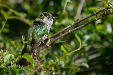Shining Bronze Cuckoo in Australasia