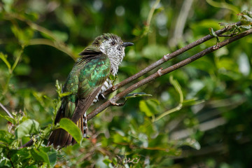 Shining Bronze Cuckoo in Australasia