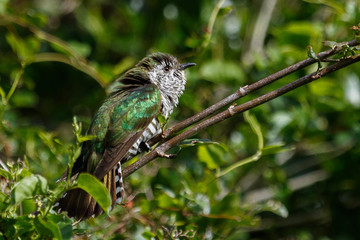 Shining Bronze Cuckoo in Australasia