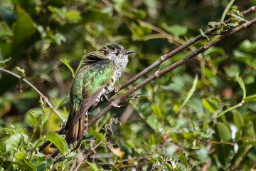 Shining Bronze Cuckoo in Australasia