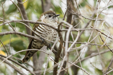 Shining Bronze Cuckoo in Australasia