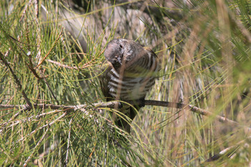Shining Bronze Cuckoo in Australasia