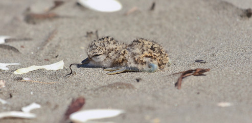 Double Banded Dotterel in Australasia