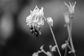 Bee and European columbine