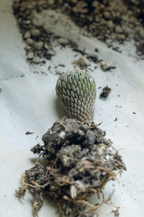 cactus and roots