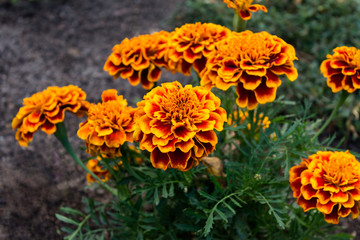 Banch of autumn summer orange Marigold tagetes flowers growing in a garden.