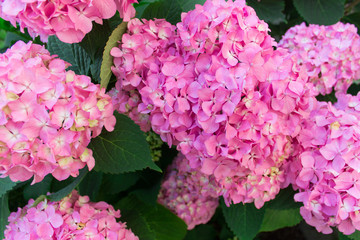 Close up of lavish bushes of pink hydrangea flowers with green leaves.