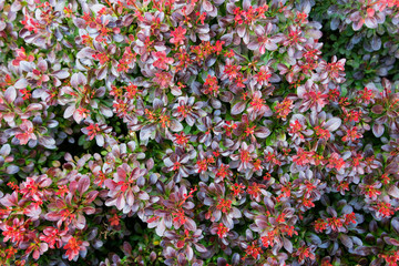 Texture background with garden bush shrub plant lavish red foliage.