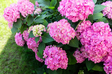 Lavish bushes of pink hydrangea flowers growing in garden.