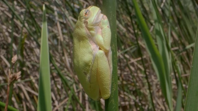 Close up of Tree frog sitting on a green stalk on a reed background. European tree frog (Hyla arborea, Rana arborea) in the natural habitat.