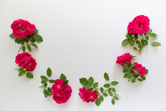 Six branches of wild red tea roses arranged in half circle on white background. Photo with copy blank space.